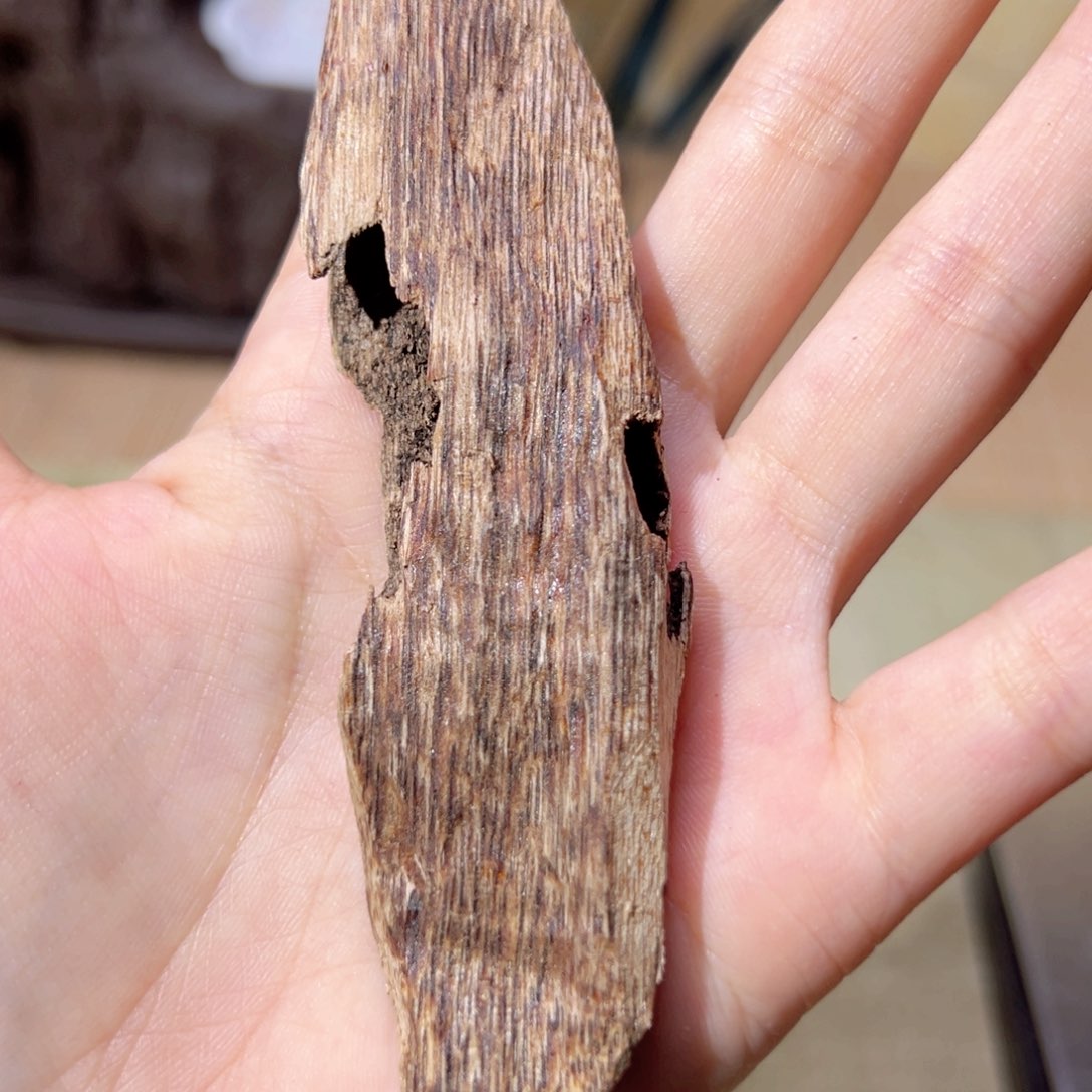 【闪购商品】香榧木海南木料大山虫漏8克福利