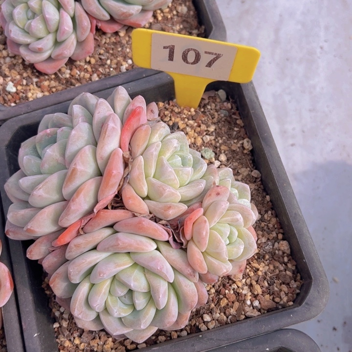 清*健健康康平平安安