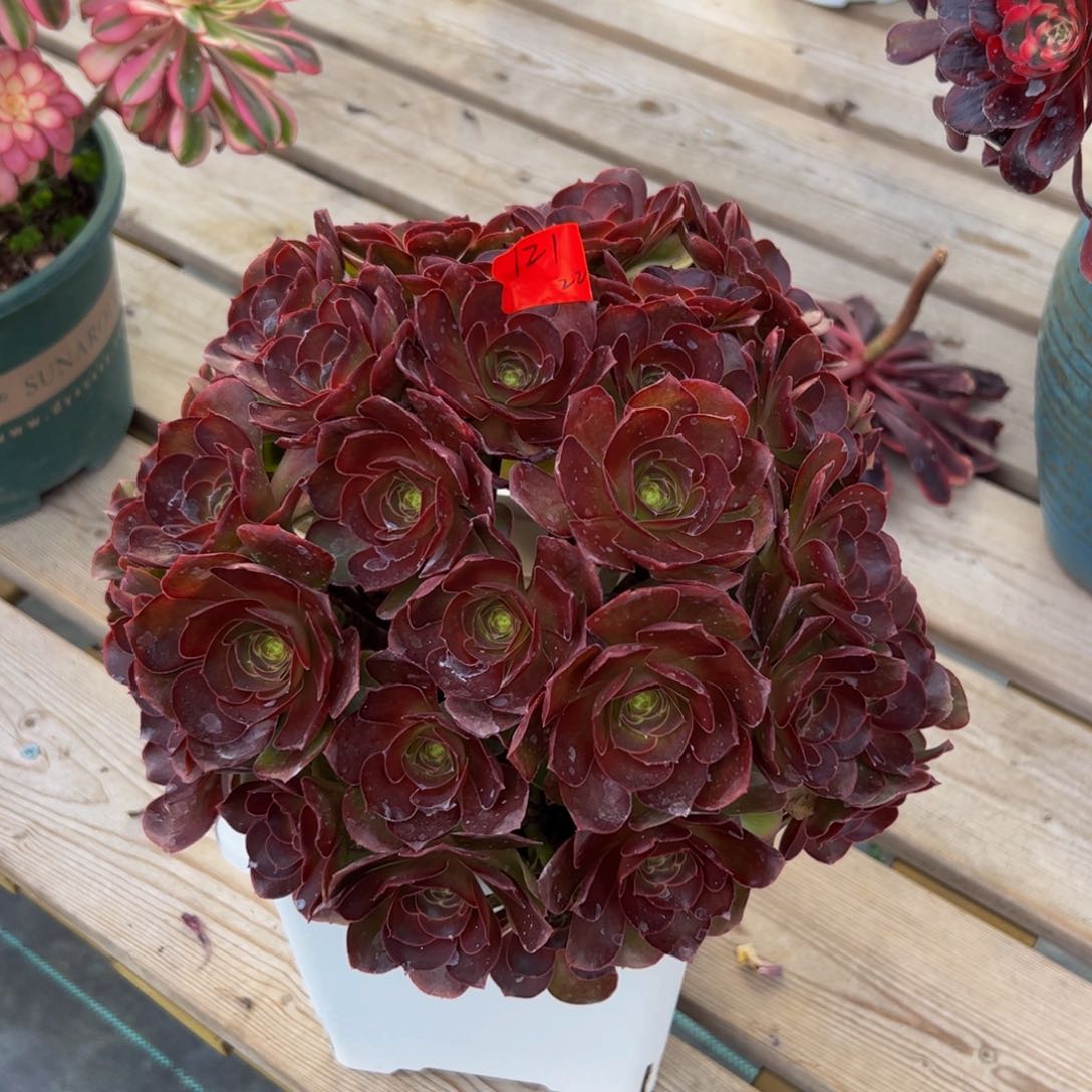 121炖肉植物发货魅金