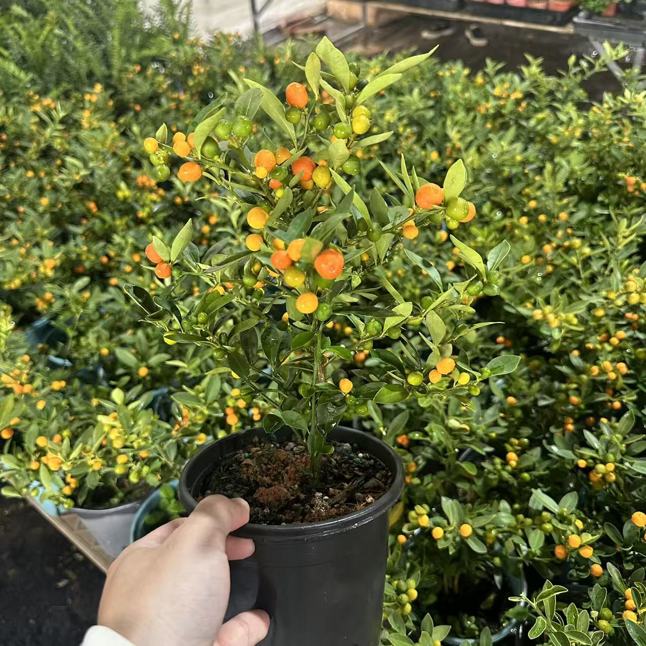 福豆盆栽中式盆景桌面禅意树室内四季可养