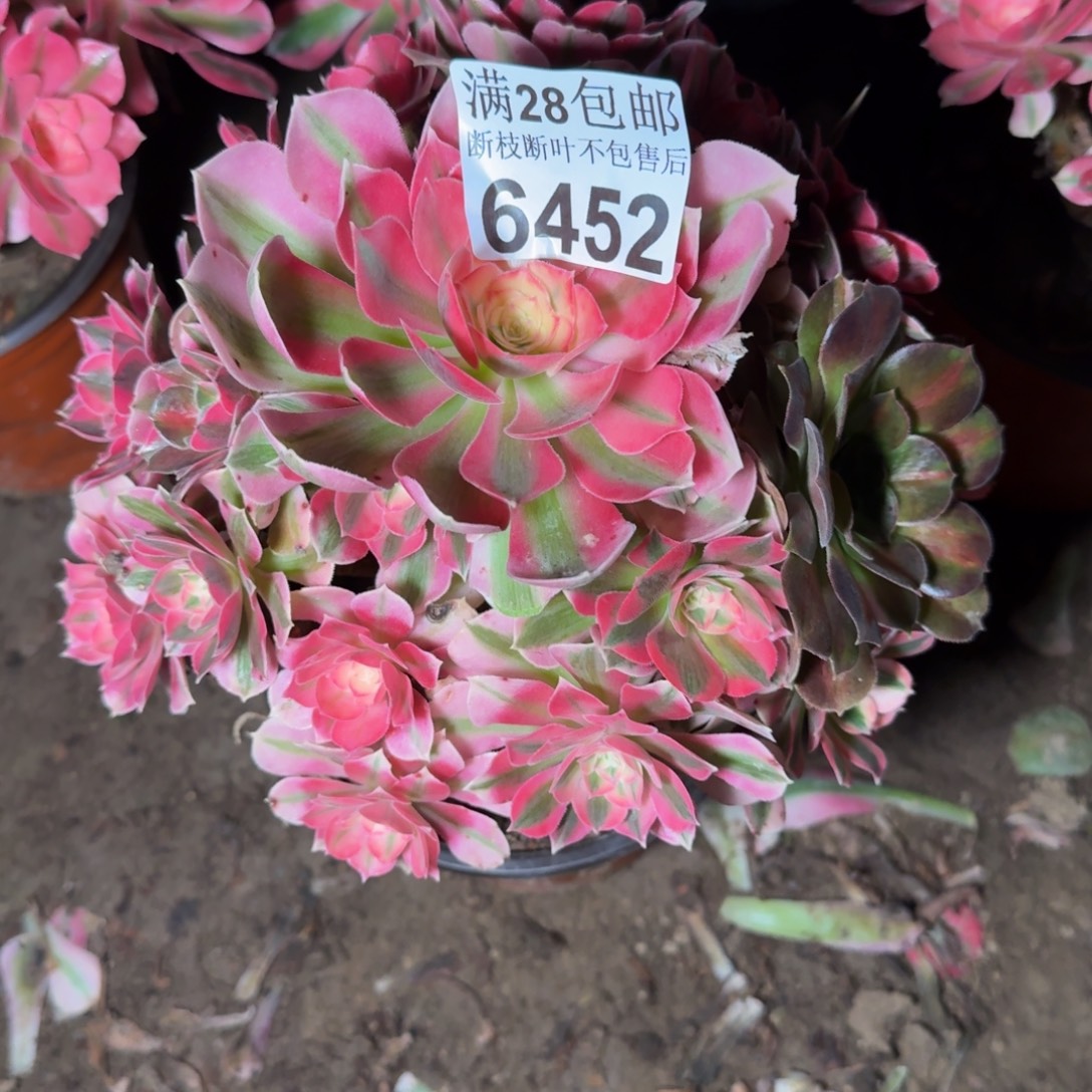 6452女巫多肉植物