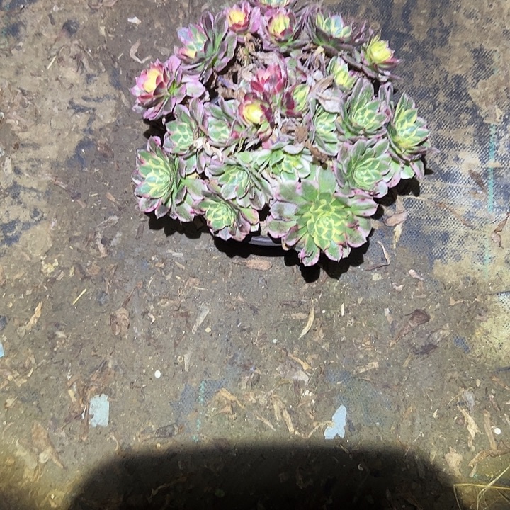 不包侧枝一物一拍43