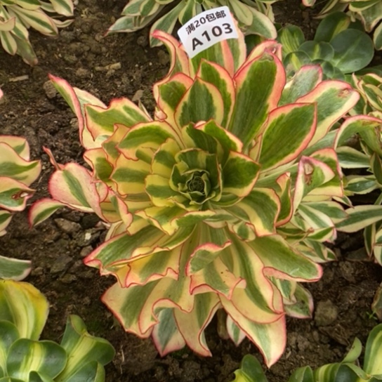 魅影103多肉植物