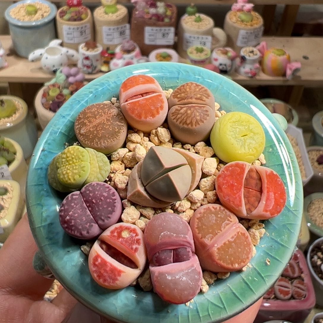 多肉植物115号彩色