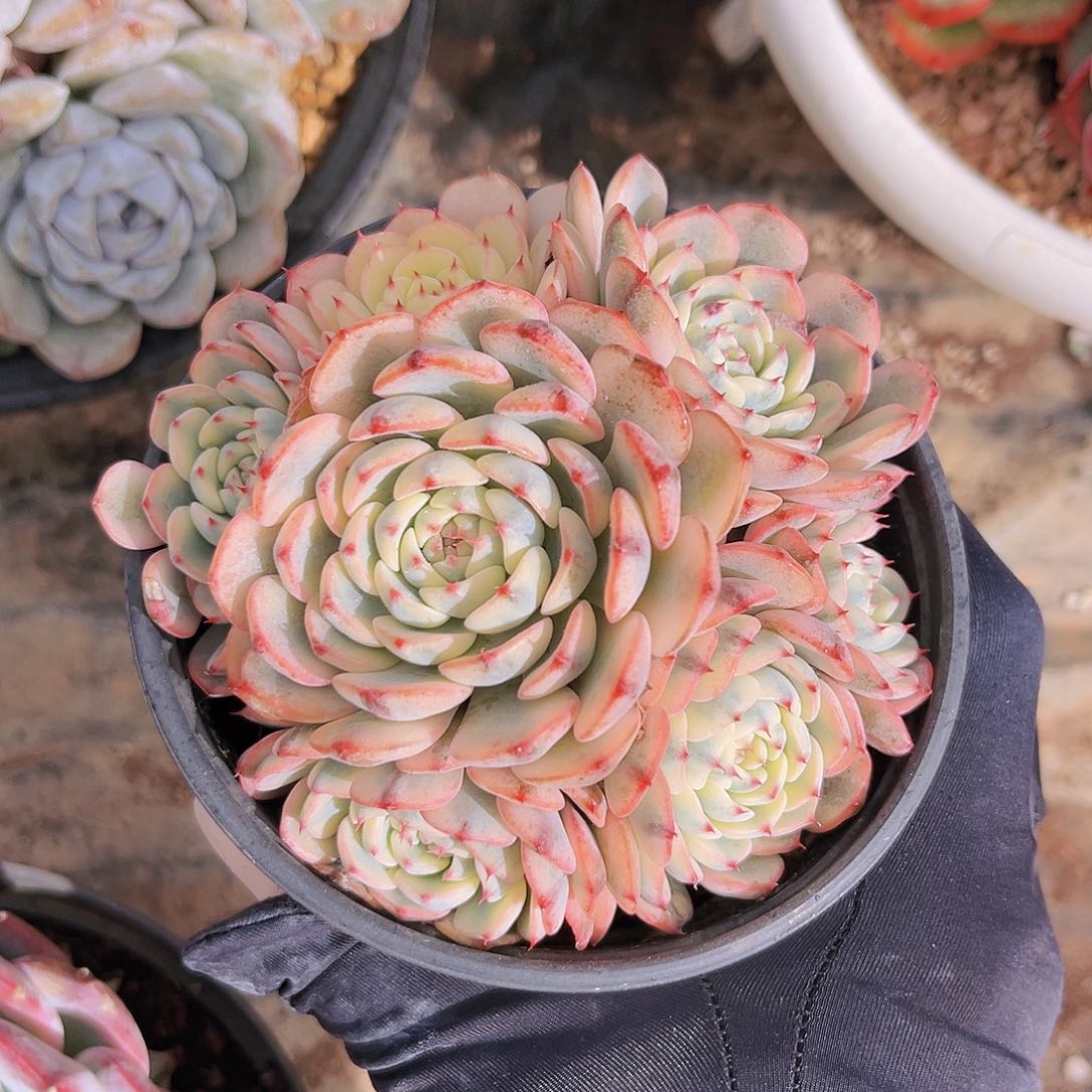 吉莲锦10公分98889999