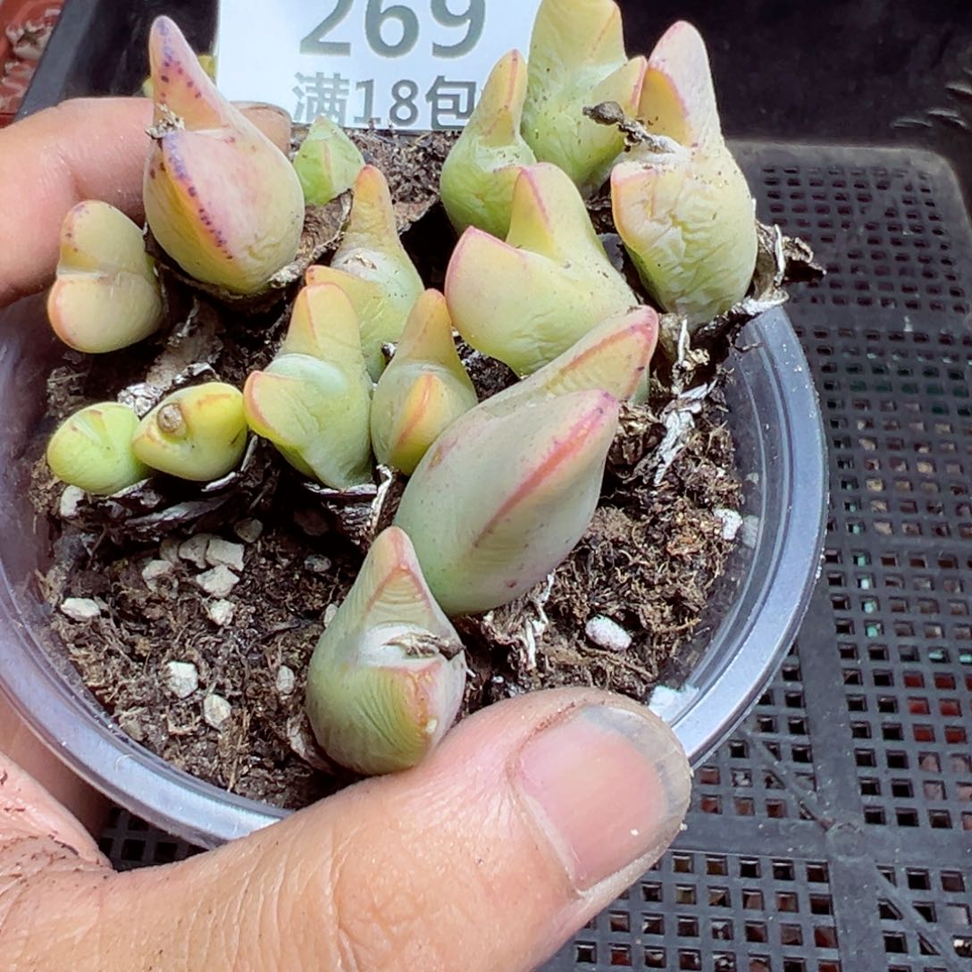 【闪购商品】 269.   