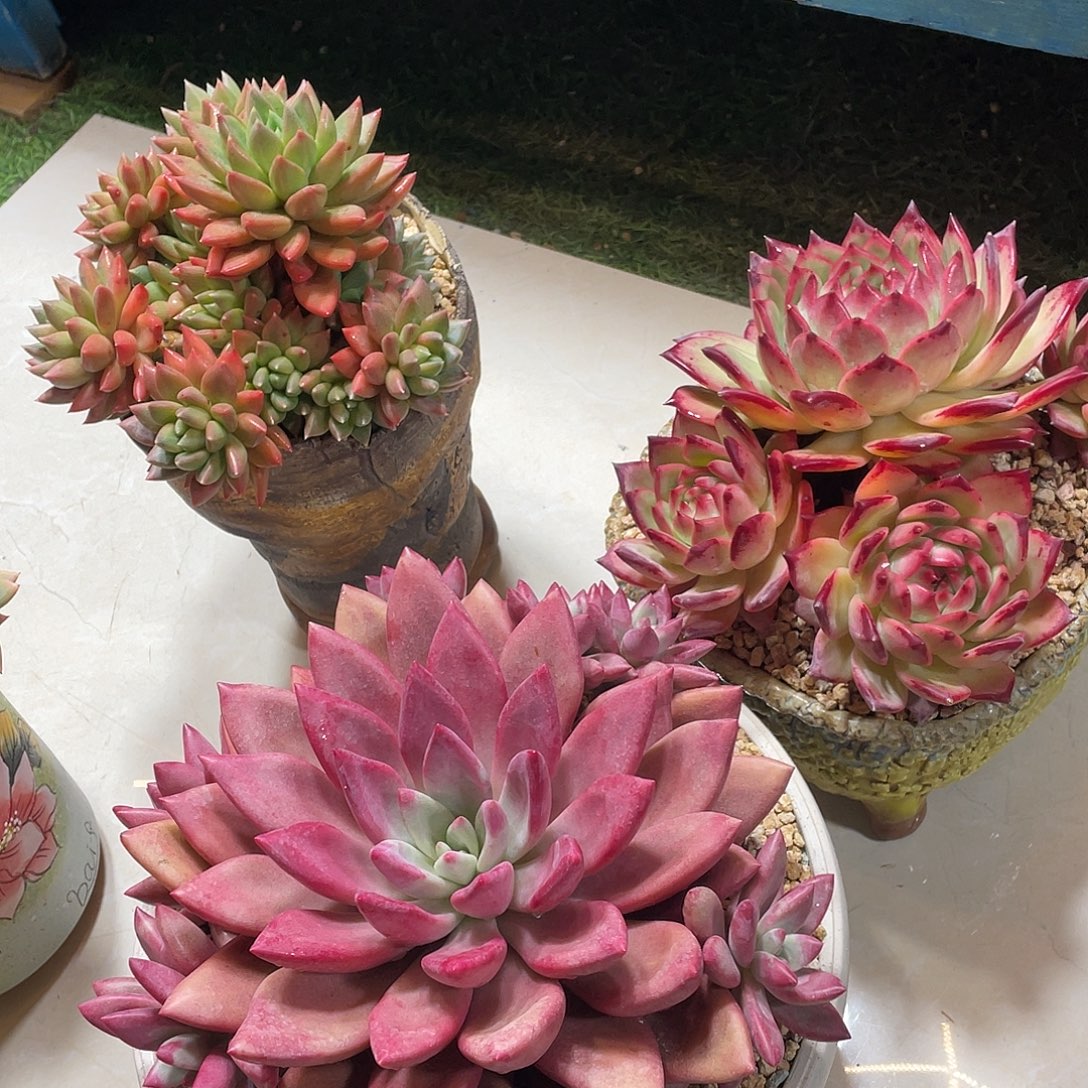 多肉植物带盆物流自付