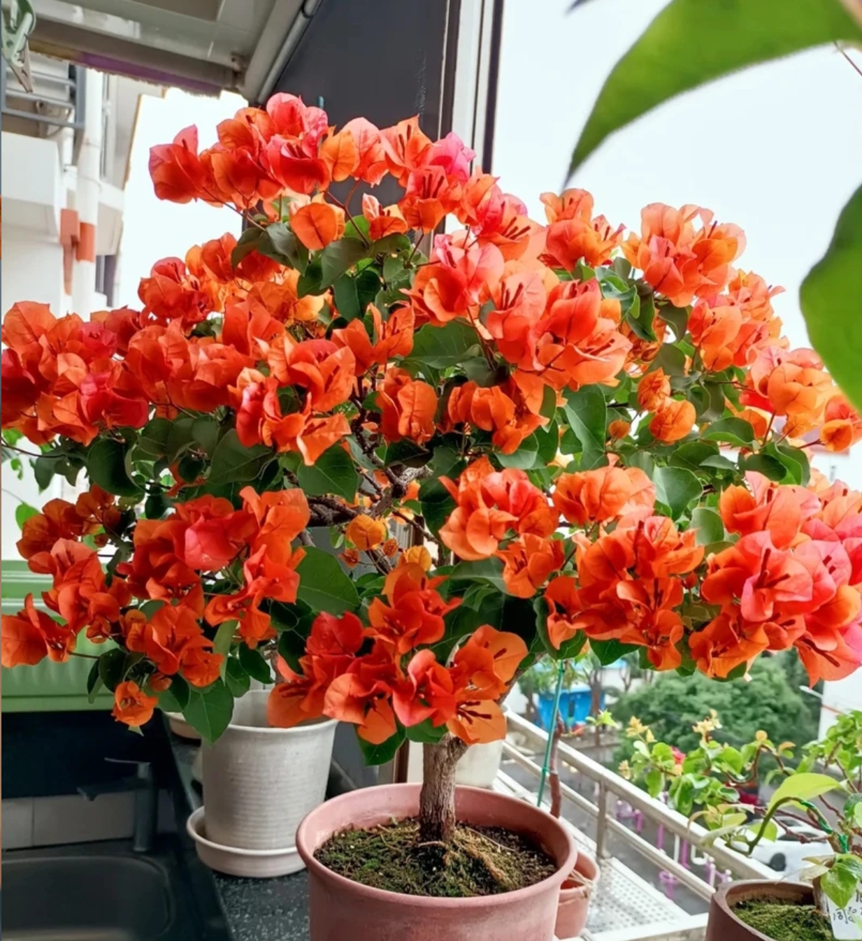 A绿叶橙三角梅带花带盆四季开花好养易活盆栽地栽