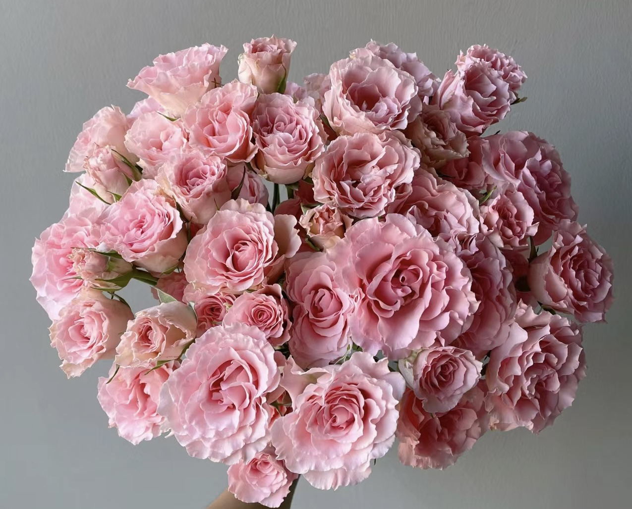 【人鱼公主】多头玫瑰10支 已发货不支退款 任意两单京东/顺丰