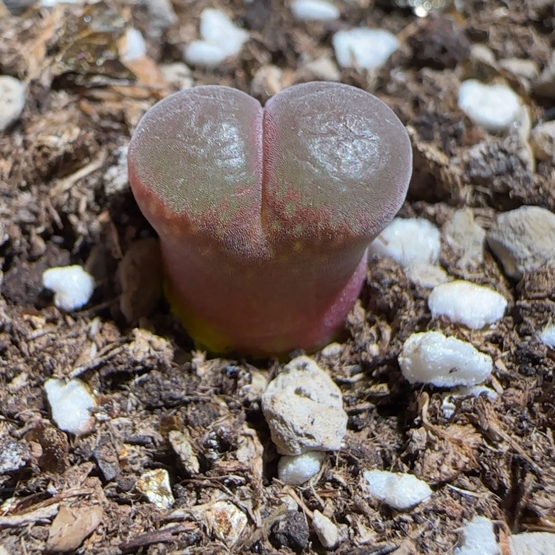 肉锥多肉植物组合-流沙1249