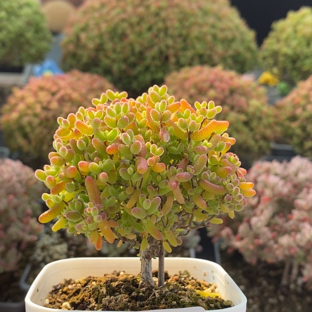 蜜橘糖球3368枝干番杏