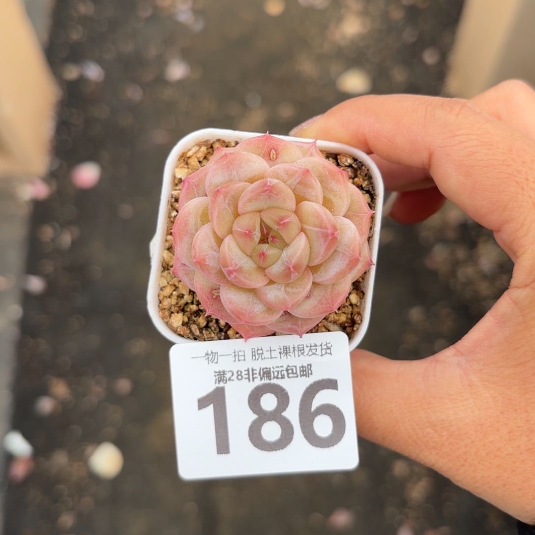 优选糖心无盆土发货