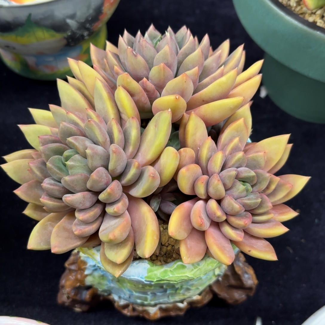 多肉植物不带盆多肉植物