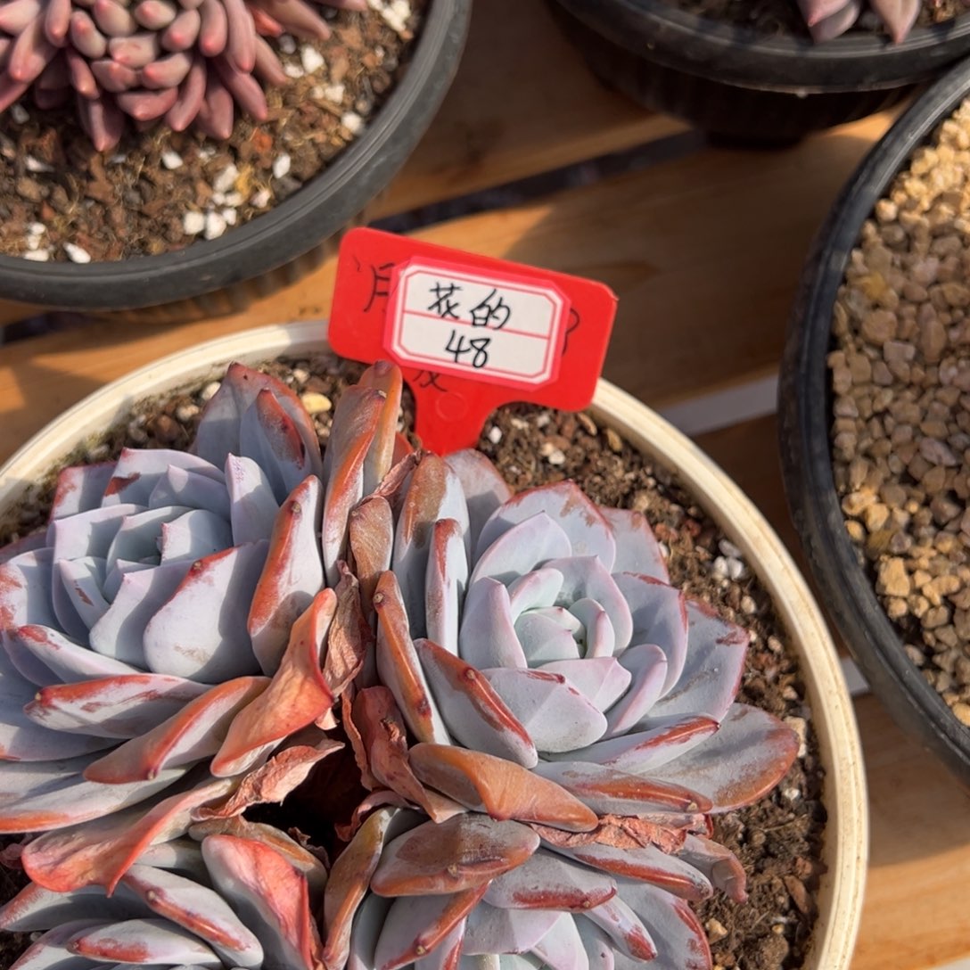 花***态花的48。           