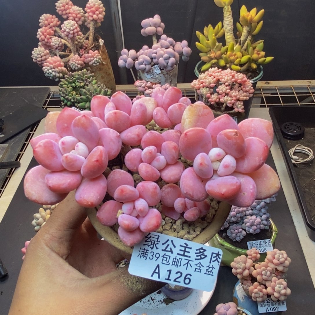 126樱花洛神多肉8c m