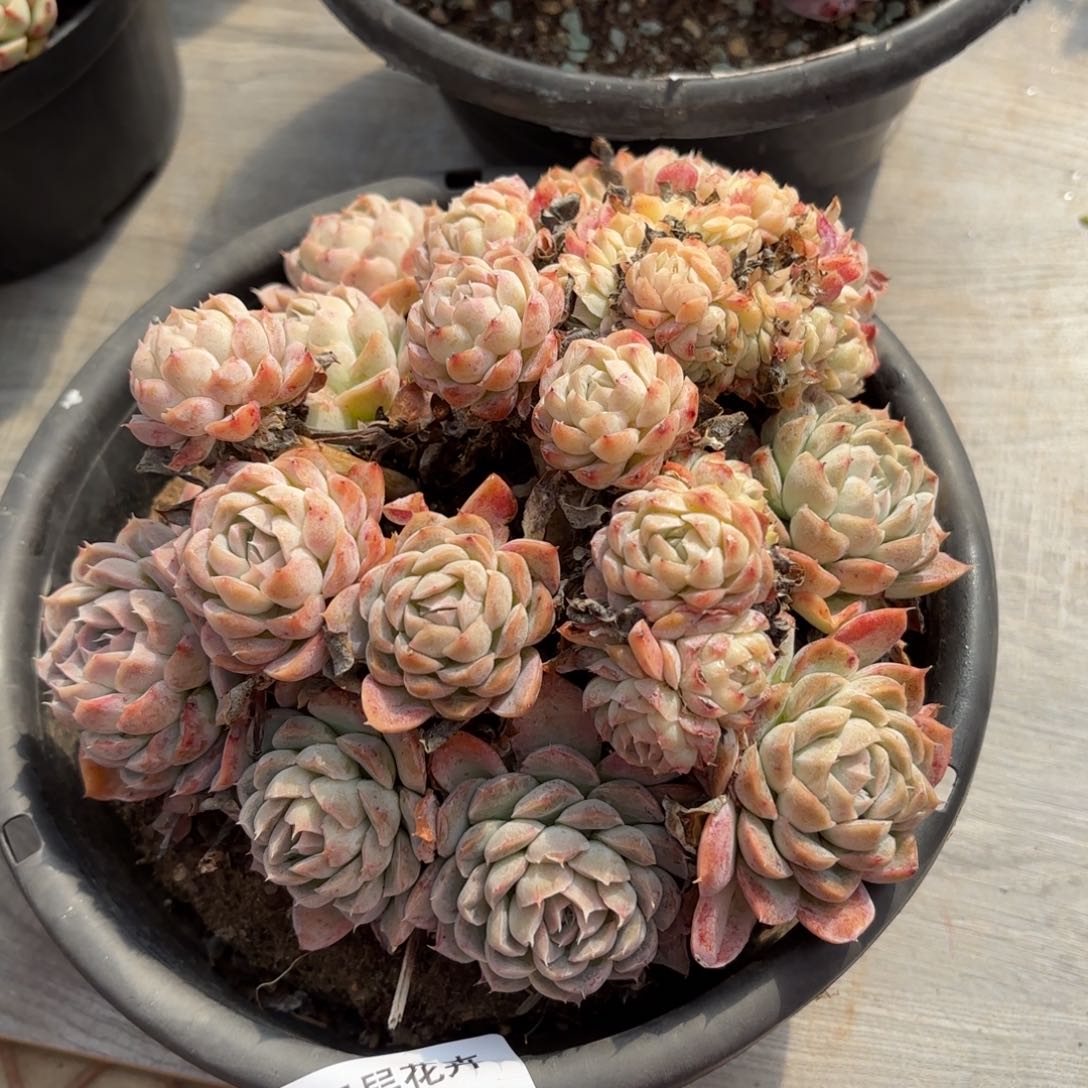 同温层多肉香妃缀93