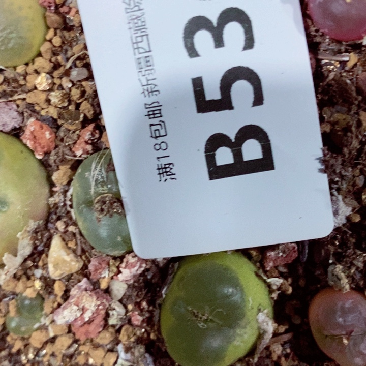 财****！我是一只小小鸟地域鬼536