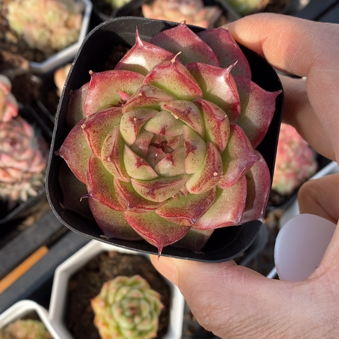 精品多肉一物一拍不包整686