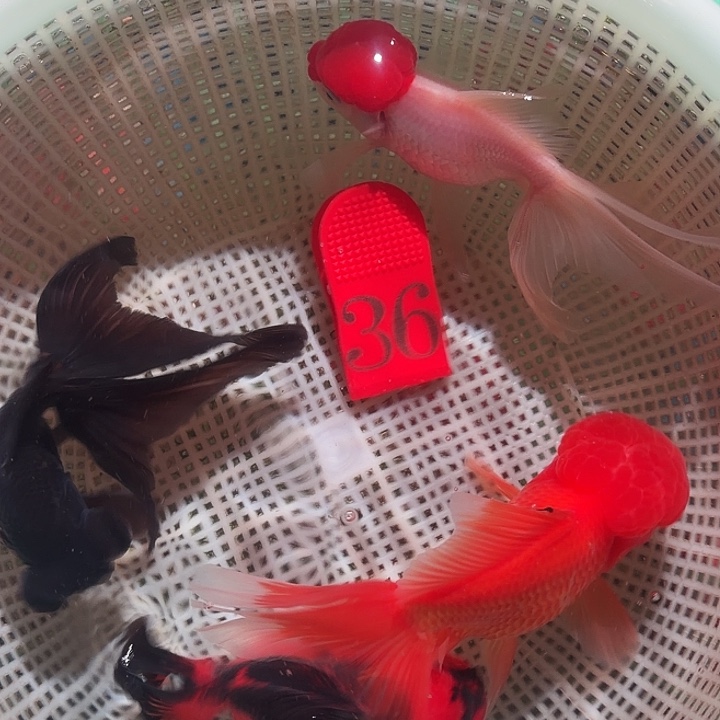 金鱼36尺寸8-13区间