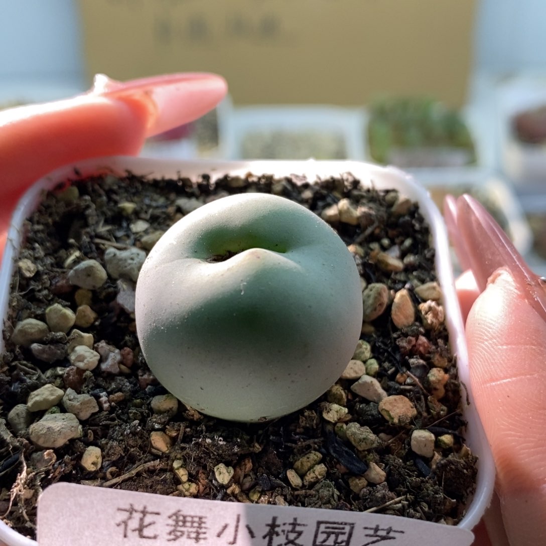 655鸽11子11蛋11111111111