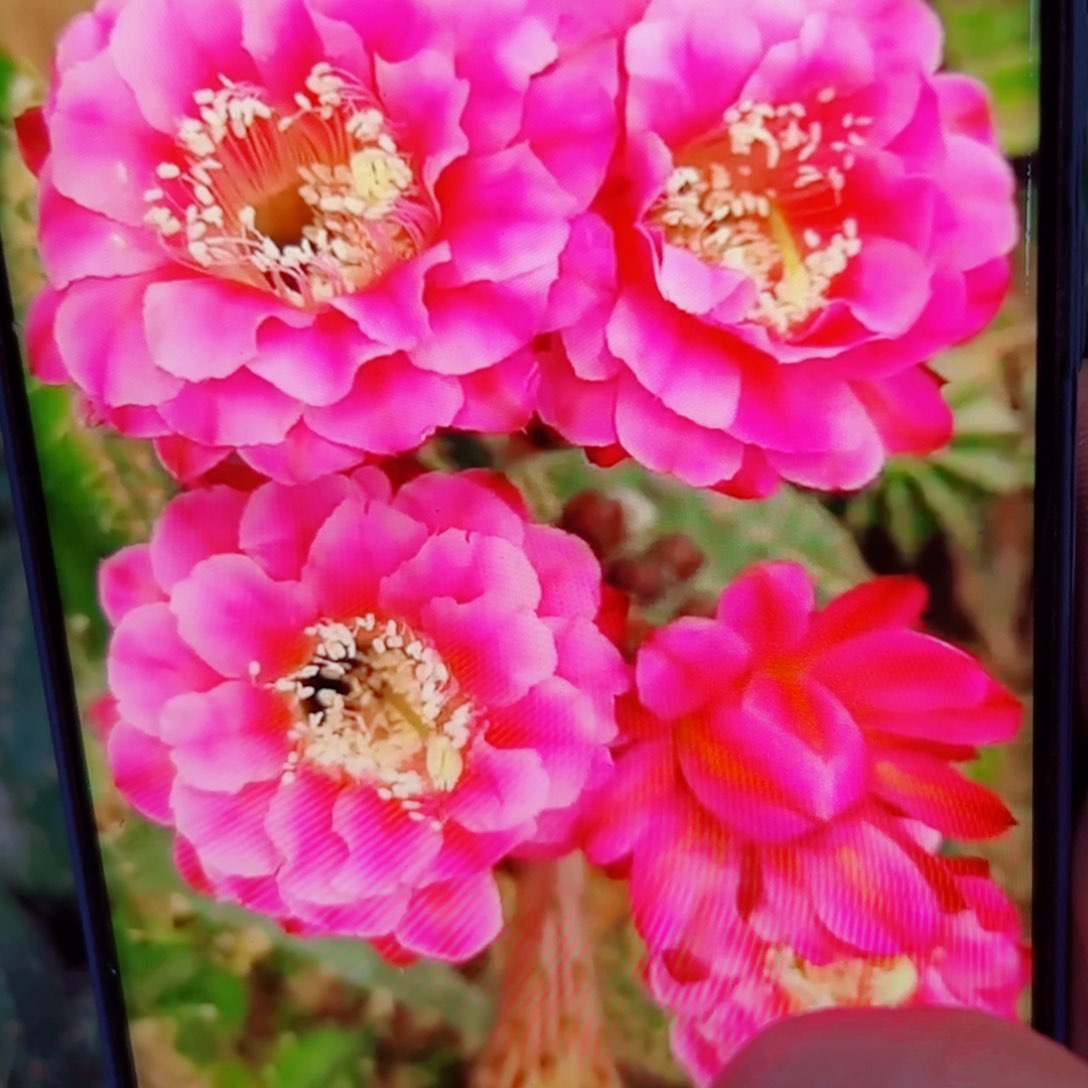 下80彩草牡丹斑点歪无根侧芽4公分左右20包邮