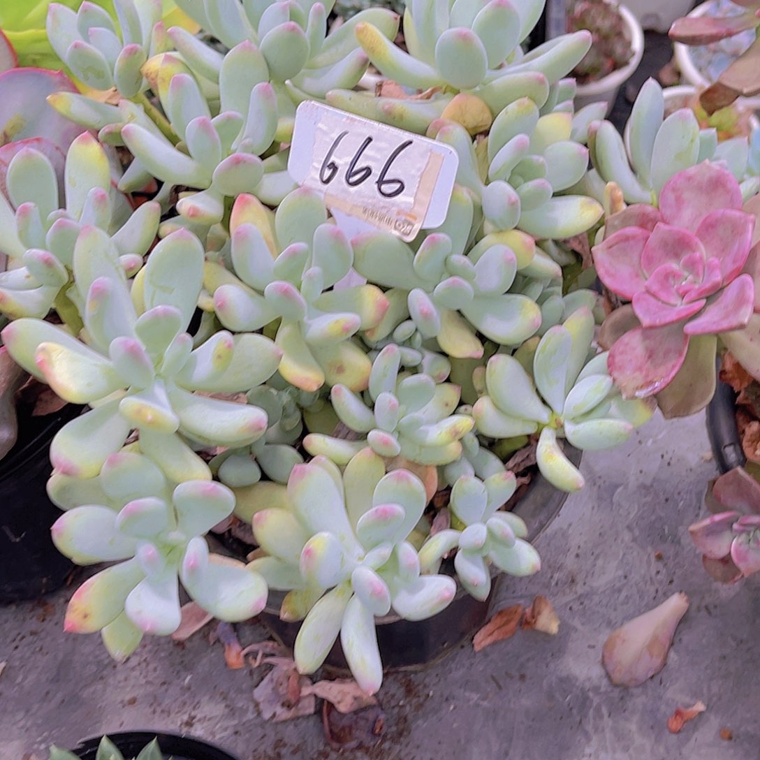 用***800000000000000666