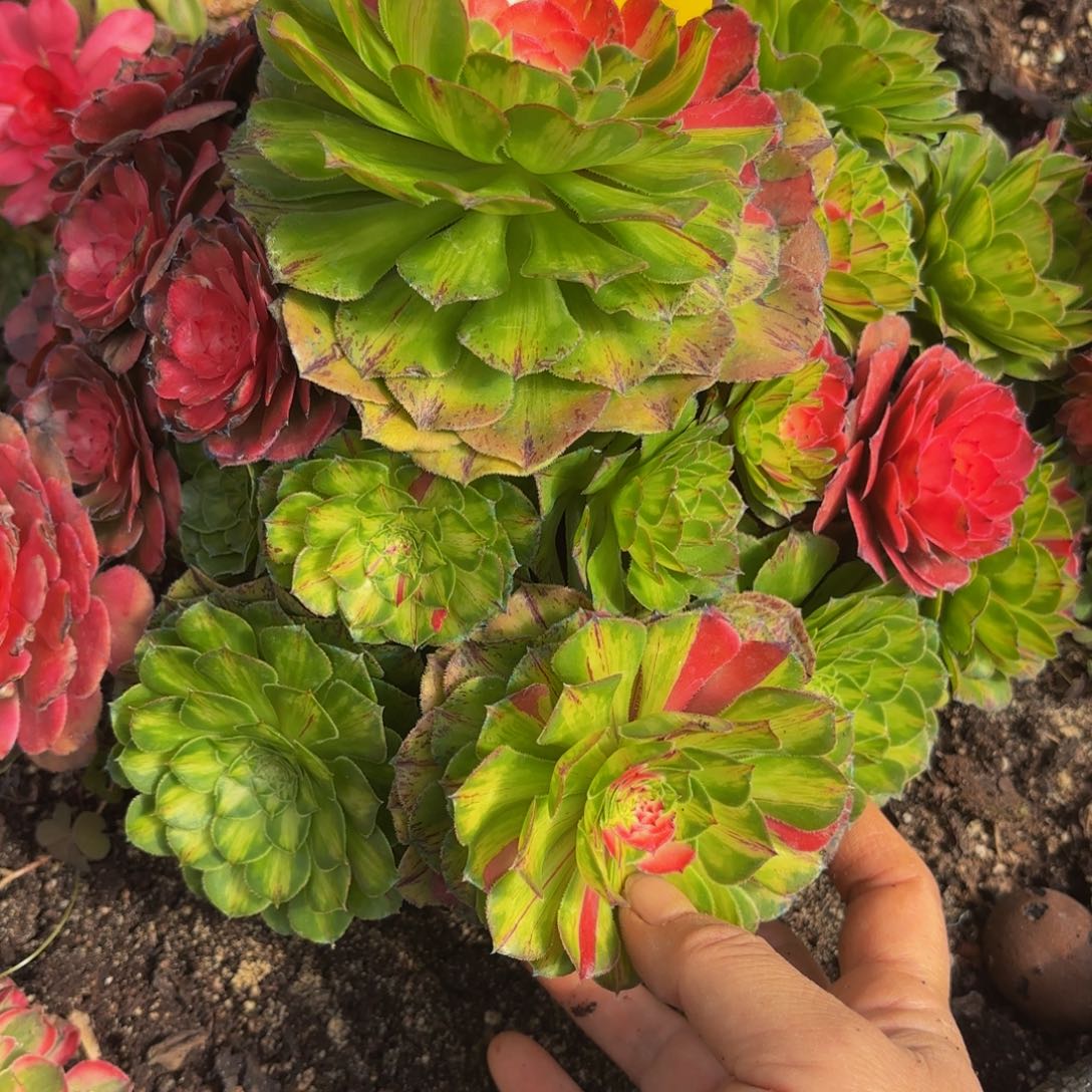 哈哈多肉葡萄福利493