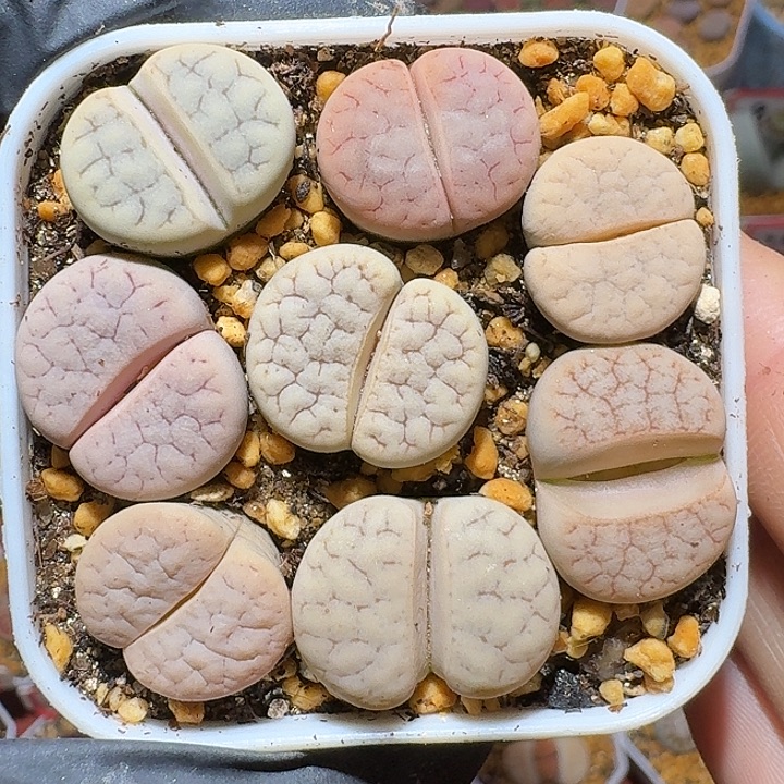 生石花122212。   99