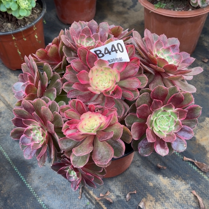 瑞妈，，，。。。。440莲花座，