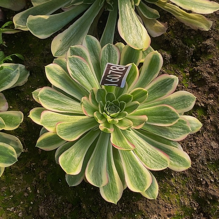 16078号孔雀翎法师