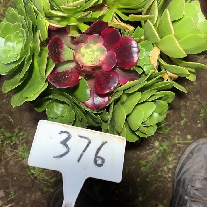 多肉植物绿羊绒法师
