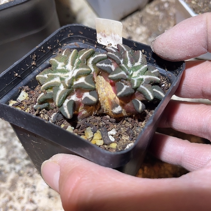 满38包邮2天凑单，脱土晾根发货多肉植物自根黑牡丹