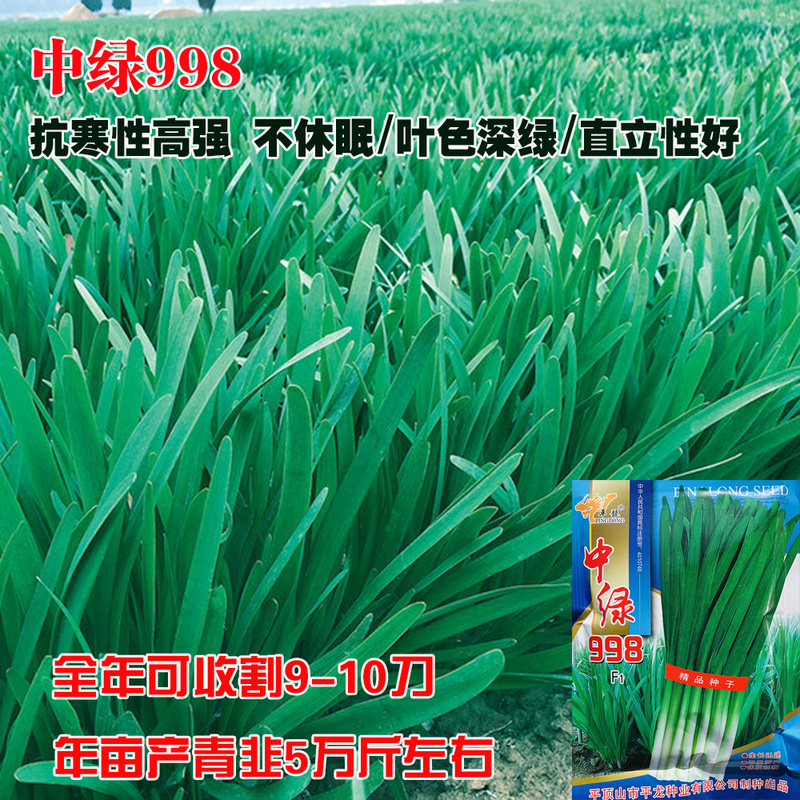 农科院新育中绿998韭菜种子高抗寒宽叶深绿不休眠韭菜种籽特高产