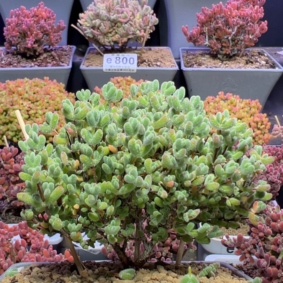 【闪购商品】e826双叉莱斯冠幅8cm