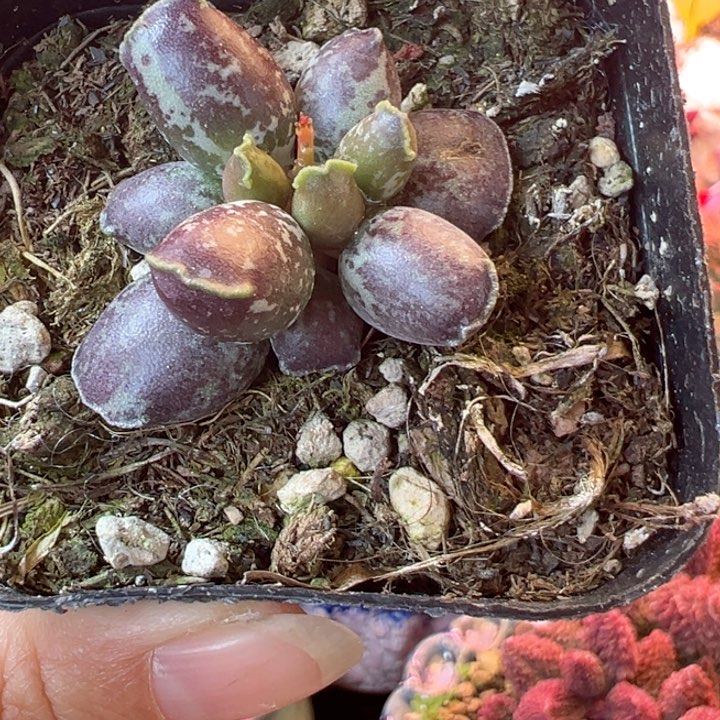 梅*一物一拍，感谢支持