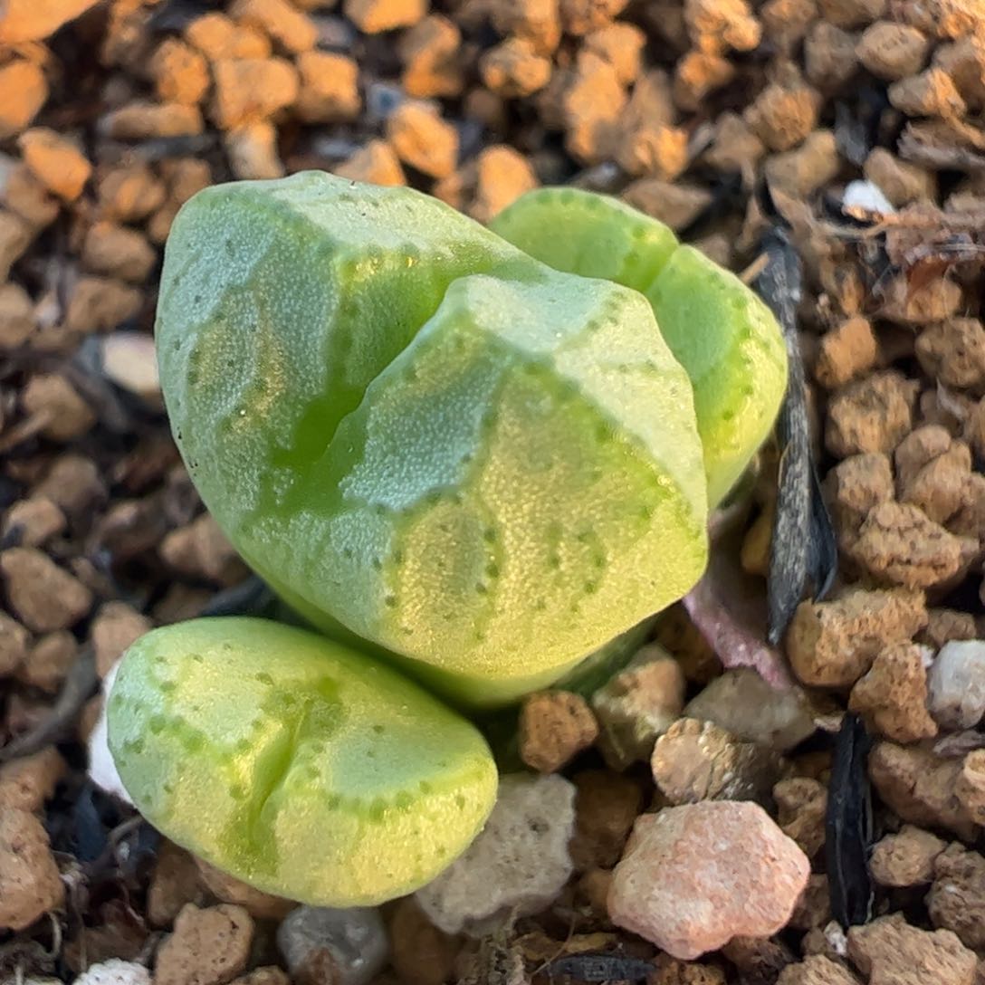 送奶工杂交多肉植物百科