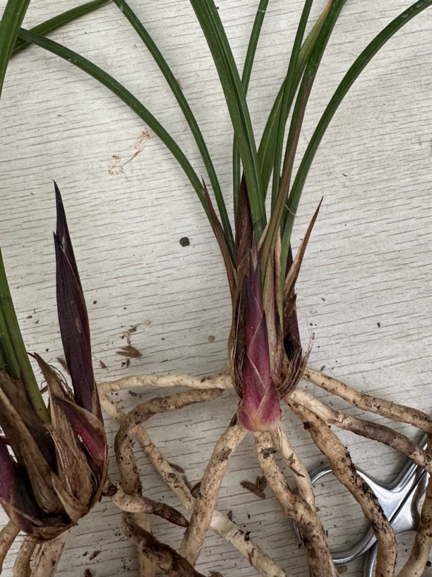 春兰玫瑰红素  直播专用链接