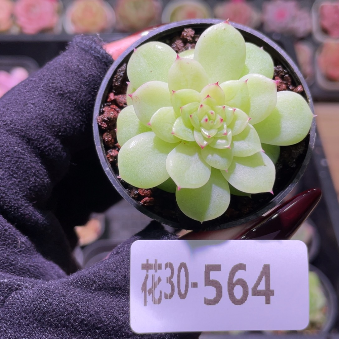 花利美30-564麦秆