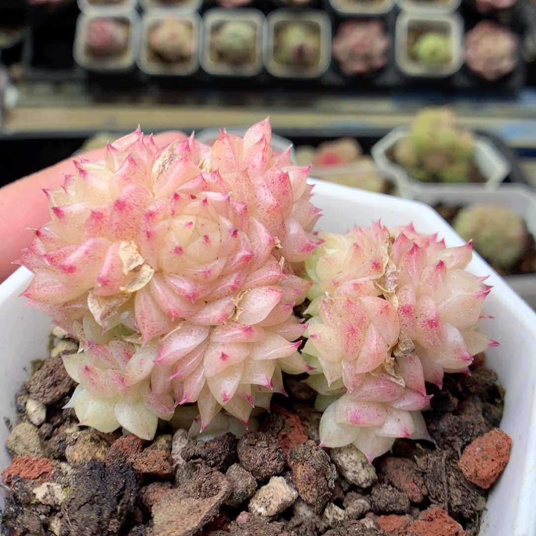 G129两群，20包邮两天凑单偏远不发货