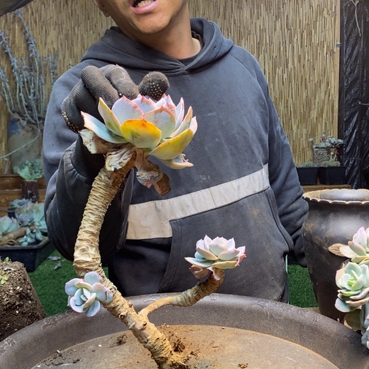 燕***63 号白凤多肉植物