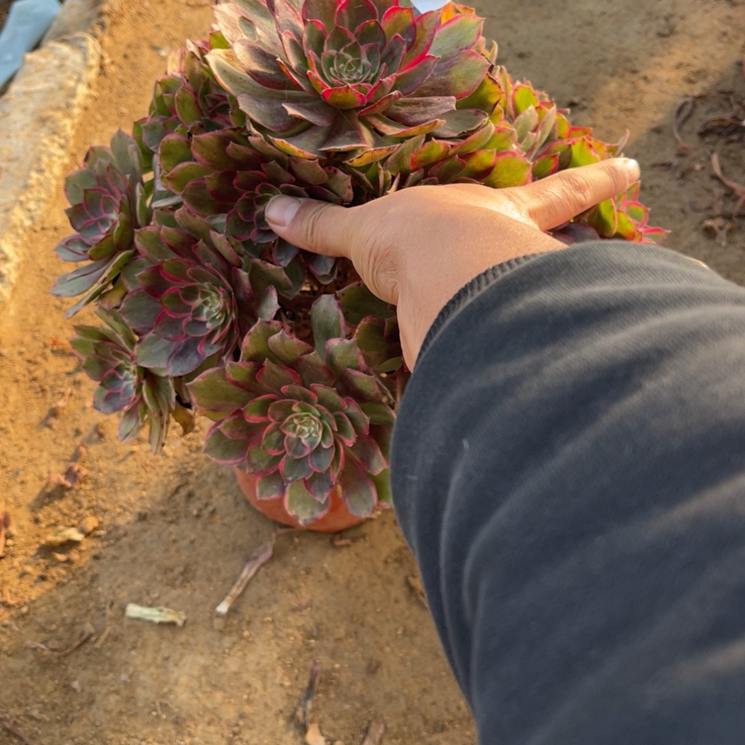 11-26-14莲花座法师锦