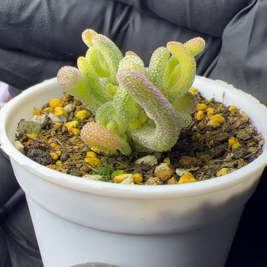 ღ***ଲ多肉植物枝干超白
