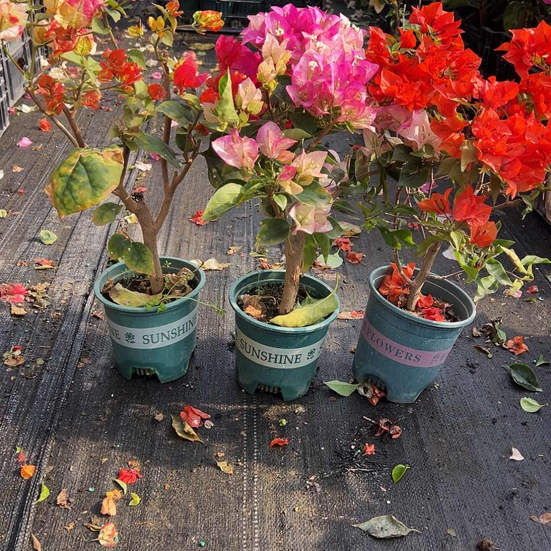 大部分花苞少量开放哪吒，皇后，红桑巴组合