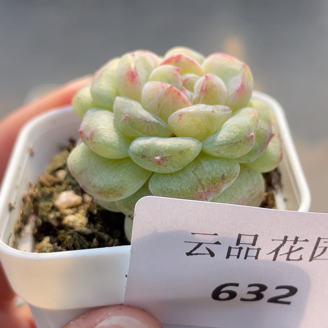 奔****632号糖心冰心珍妮 石化