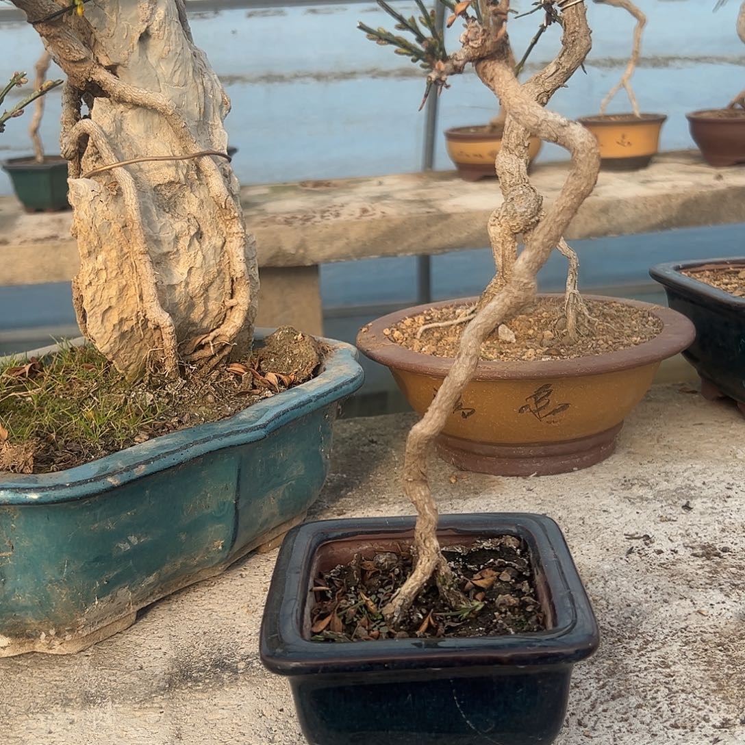 无花朵11111111111111