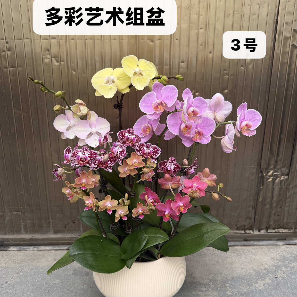 【多彩艺术组盆】杂花组盆爆花量蝴蝶兰
