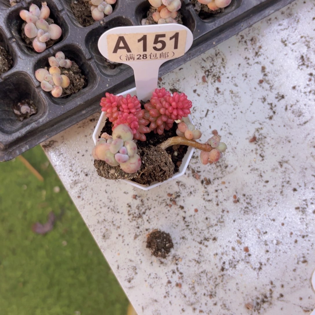 晴***A151三颗一物一拍11111