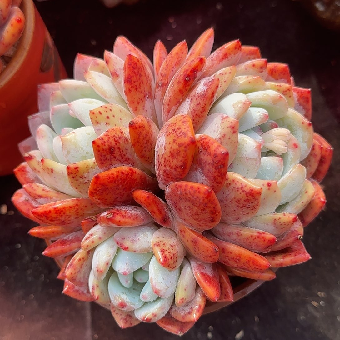 红血橙三头群一物一拍