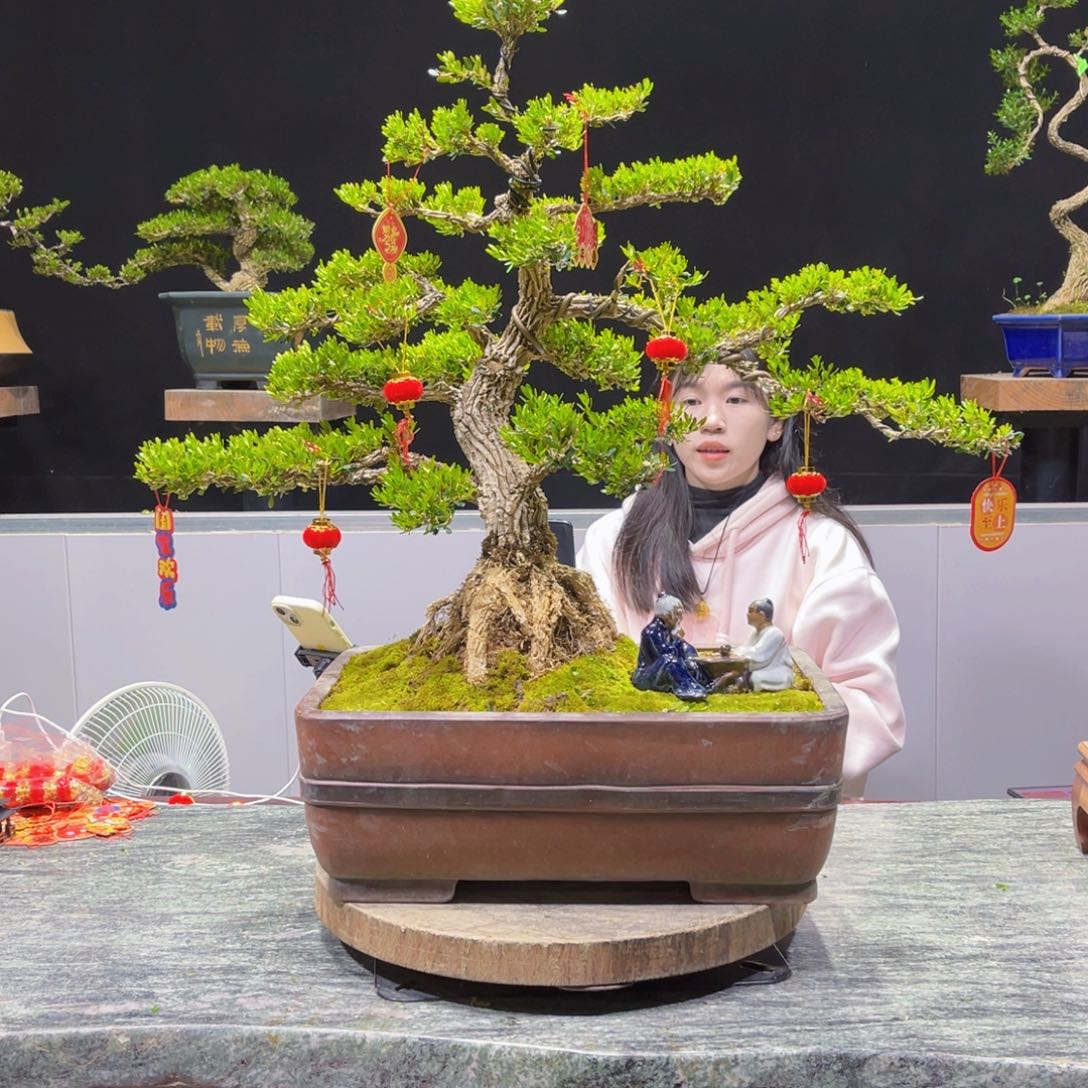 四季常青老桩黄杨盆景