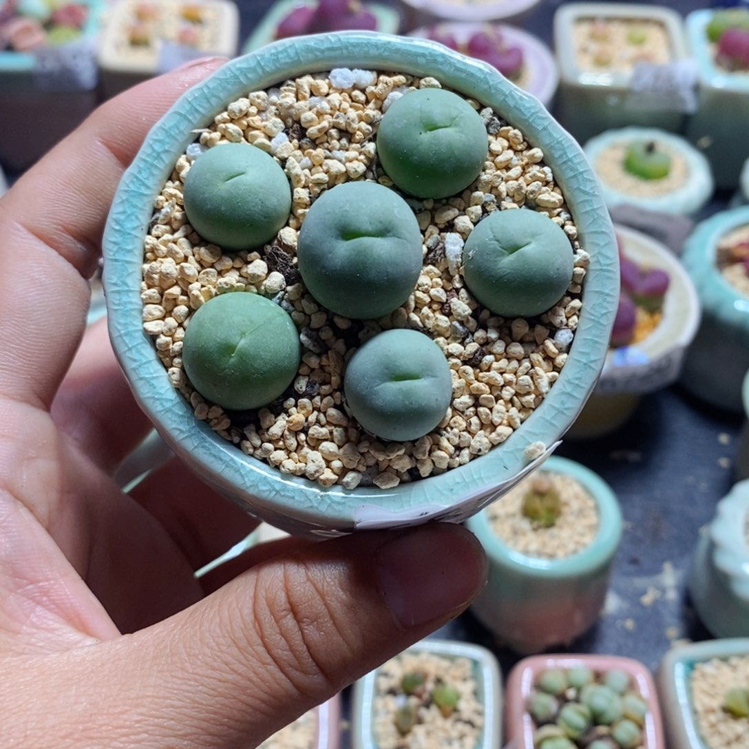 6856-_一物一拍 带盆